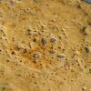 Crispy wheat Dosa
