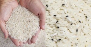 Get Rid of Rice Bug