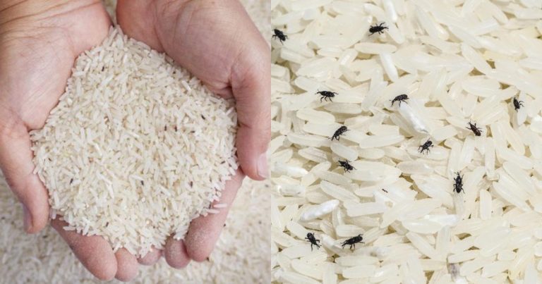Get Rid of Rice Bug