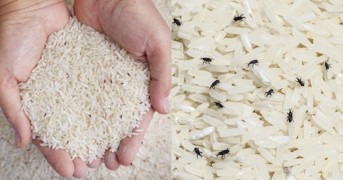 Get Rid of Rice Bug