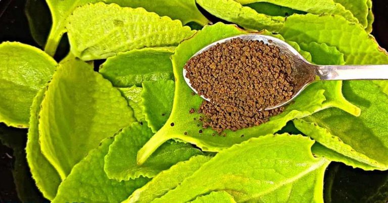 Panikurkka Tea for Cough