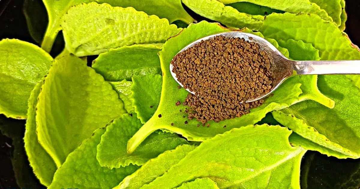 Panikurkka Tea for Cough