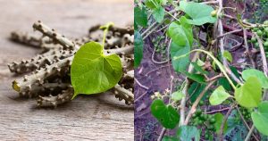 Health Benefits of Chittamruthu Plant