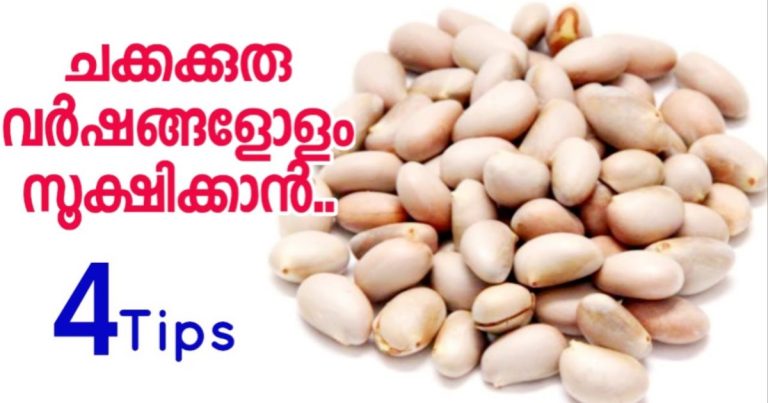 Jackfruit seeds storing tips