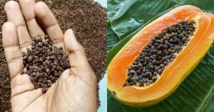 Papaya Seed Benefits