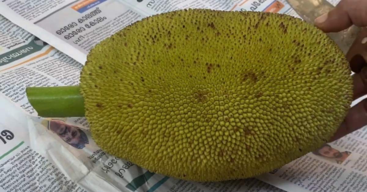 Tender Jackfruit cleaning