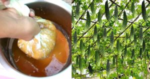 Banana Fertilizers For vegetables
