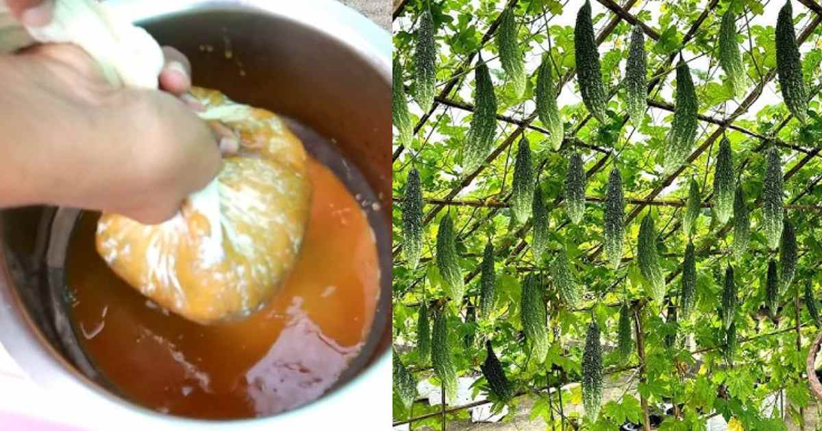 Banana Fertilizers For vegetables