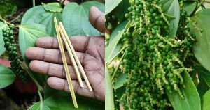 Bush pepper cultivation