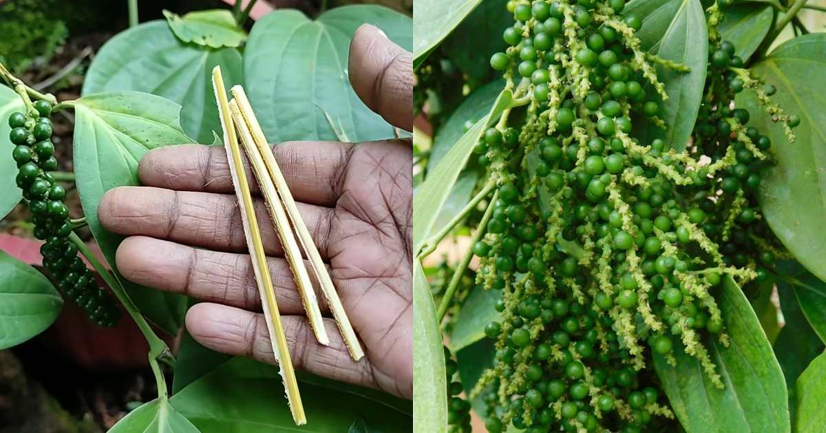Bush pepper cultivation