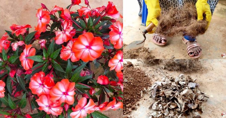 Chinese balsam Planting tips