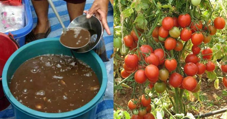മീൻ വേസ്റ്റ് കൊണ്ട് ഒരു ഉഗ്രൻ വളം; മീൻ വേസ്റ്റ് മാത്രം മതി പച്ചക്കറികൾ ഇനി കുലകുത്തി കായ്ക്കും.!! Fish waste as intensive fertilizers