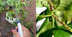 Get rid of pest in payar plants