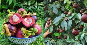 Mangosteen Plant cultivation