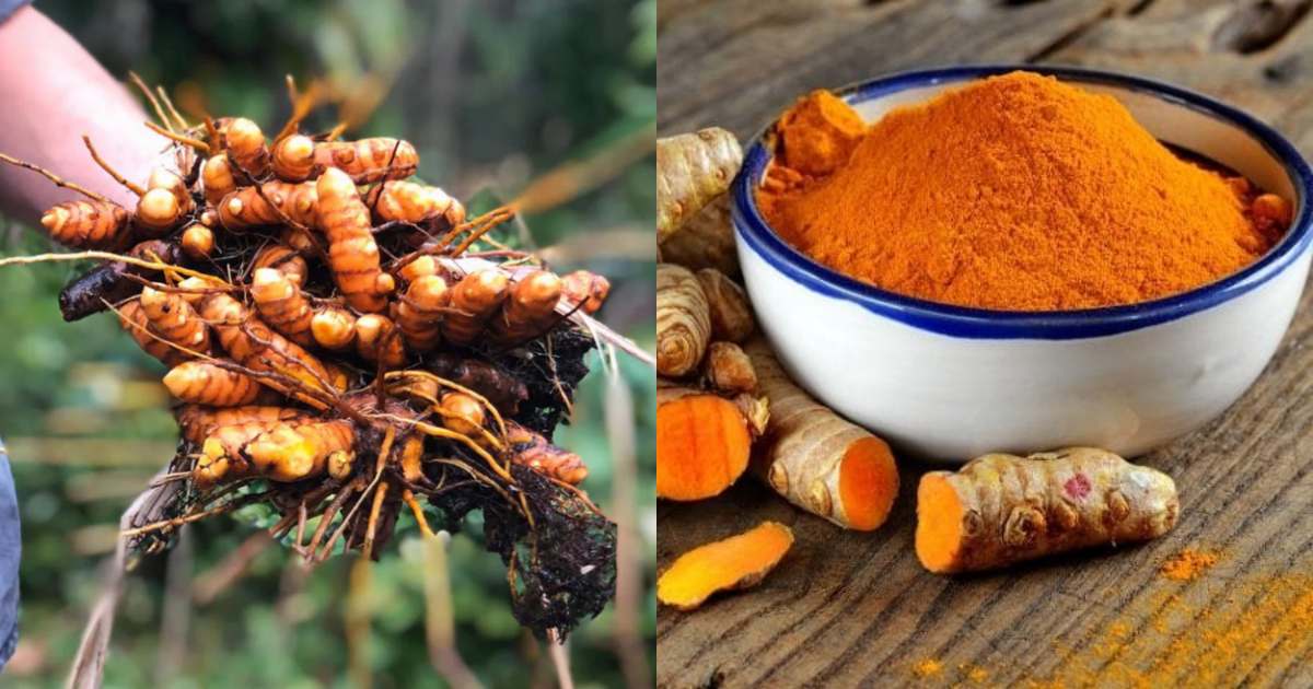 Organic Turmeric Powder making tips