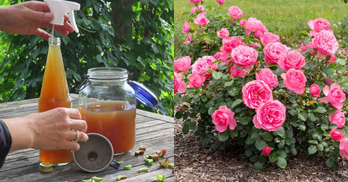 Rice water Rose flowering tips