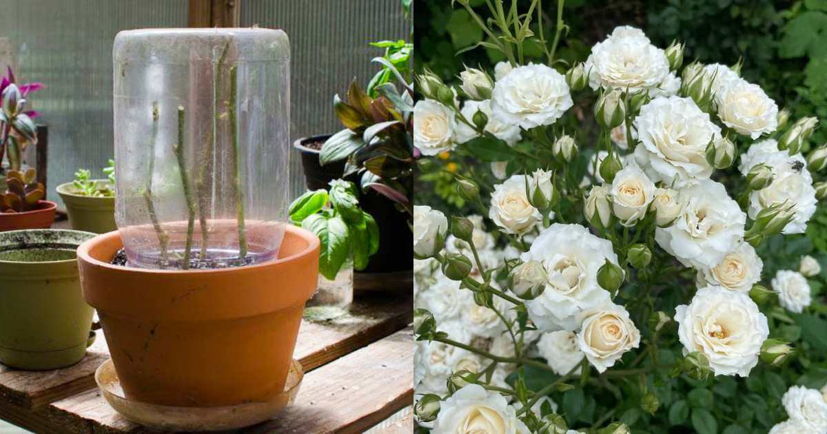 Rose flowering tricks
