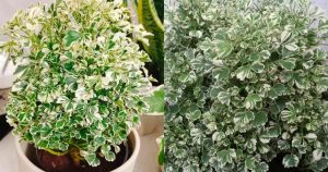 Aralia Plant easy Care