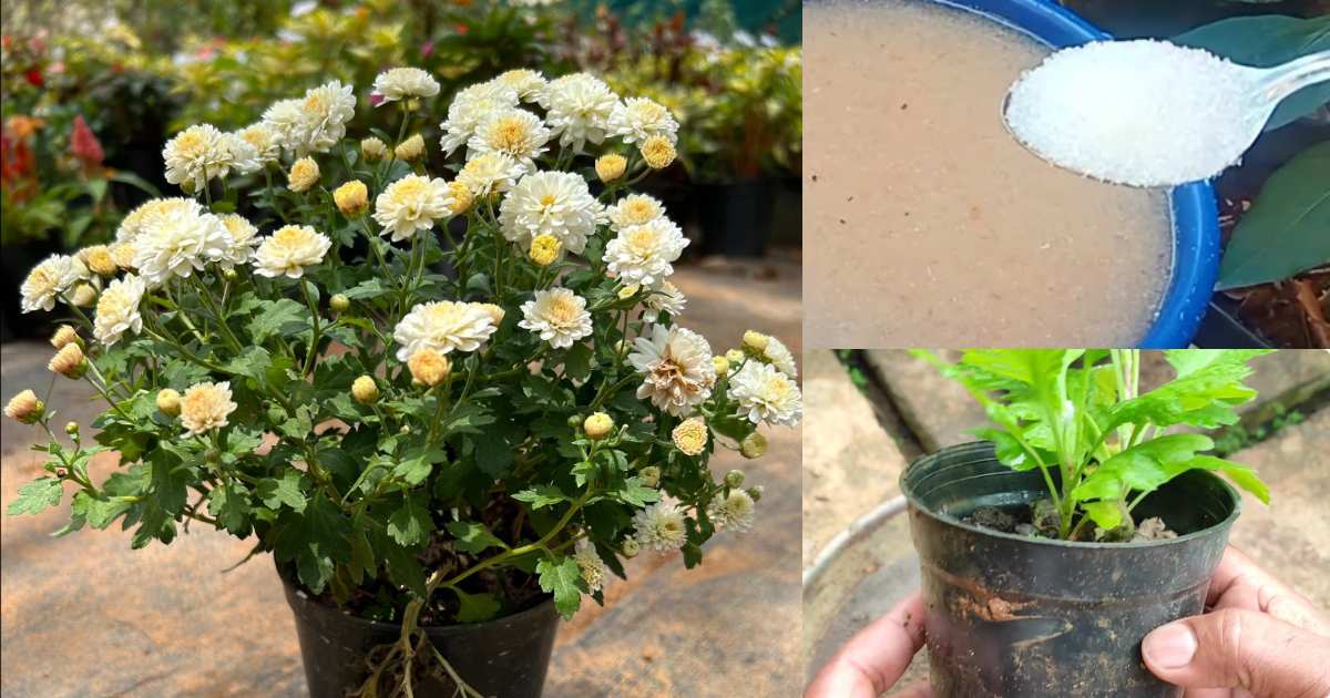 Best fertilizer for plants