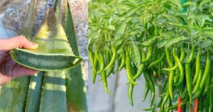 Chilly Cultivation Using Aloe Vera