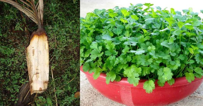 Coriander cultivation