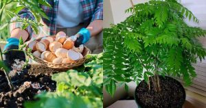 Curry leaves plants cultivation