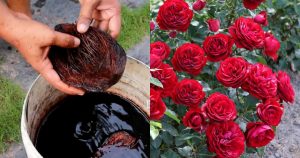 Flowerpot filling coco chips