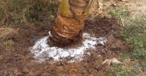 Increase coconut production