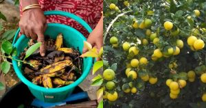 Lemon Cultivation Tips