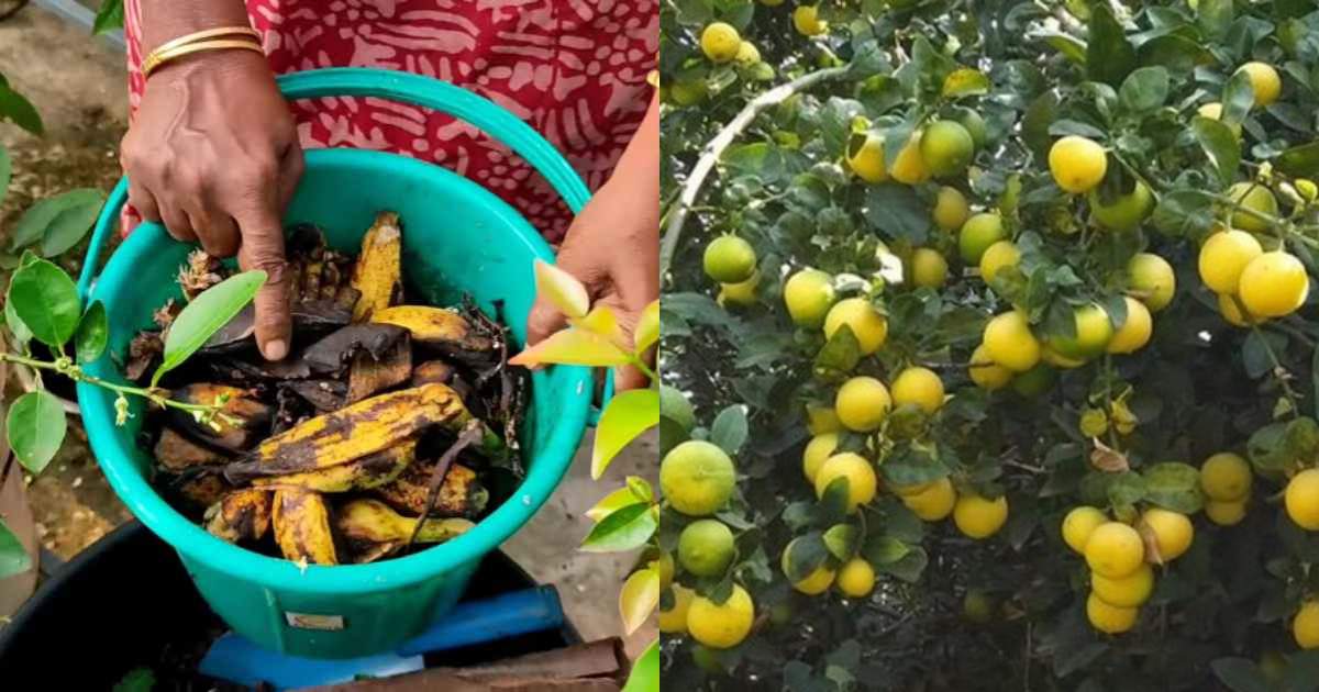 Lemon Cultivation Tips