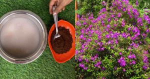 Melastoma plant Flowering fertilizer