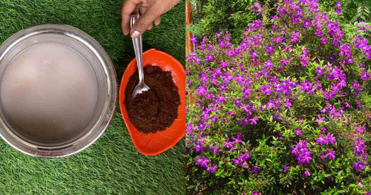 Melastoma plant Flowering fertilizer
