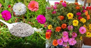 Portulaca plants monsoon care