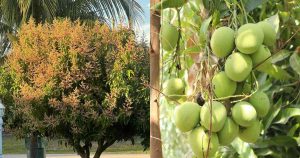 Prepare Mango Trees for Next Season