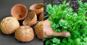 malli propagation easy tricks