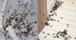 Ants astrology