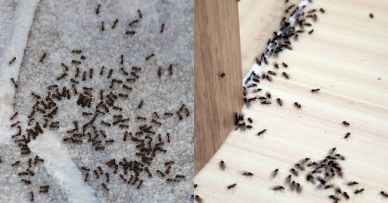 Ants astrology